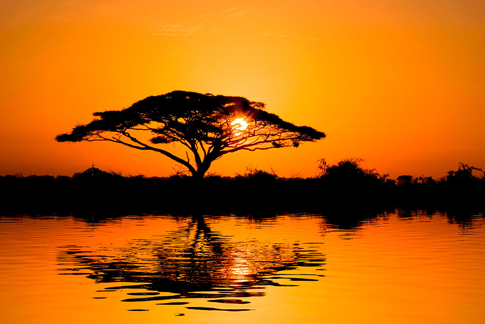 Fotomurali : Acacia africana al tramonto 2