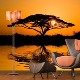 Fotomurali: Acacia africana al tramonto 4