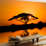 Fotomurali: Acacia africana al tramonto 5