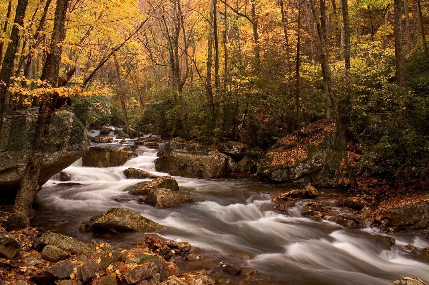 Fotomurali : Fiume foresta d'autunno