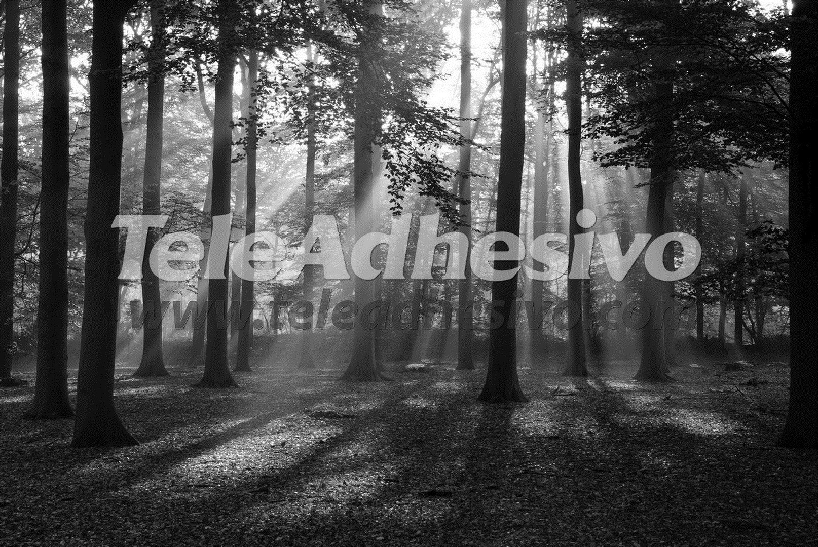 Fotomurali : Foresta in bianco e nero