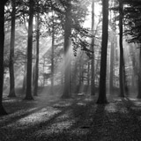 Fotomurali : Foresta in bianco e nero 3