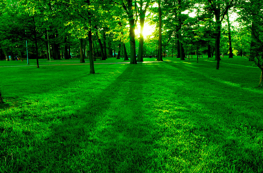Fotomurali : Parcheggiare al tramonto