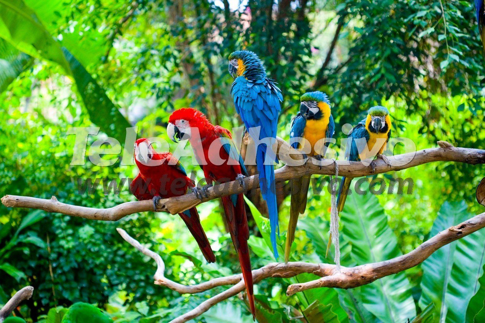 Fotomurali : Cinque pappagalli