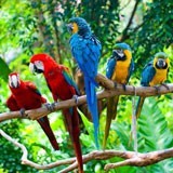 Fotomurali : Cinque pappagalli 3