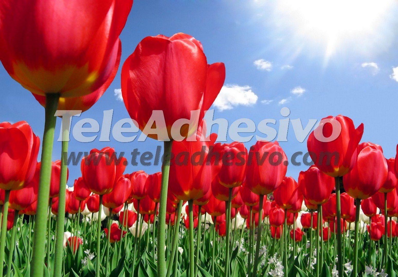 Fotomurali : Campo di tulipani