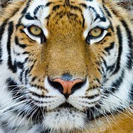 Fotomurali : Tigre del Bengala 3