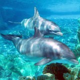 Fotomurali : Delfini sott 3