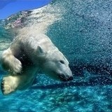 Fotomurali : Orso polare 3