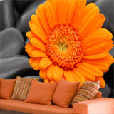 Fotomurali : Gerbera arancio 4