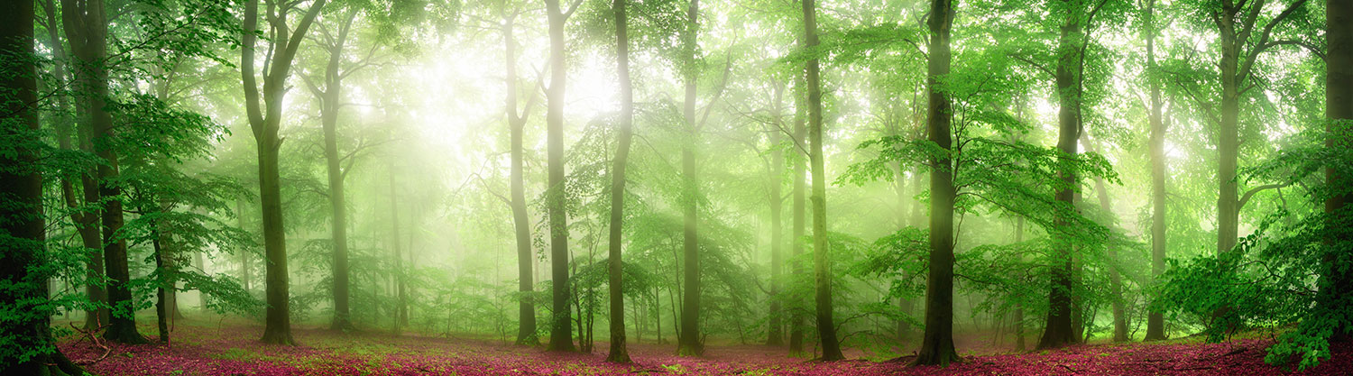 Fotomurali : Foresta di Foglie Rosse