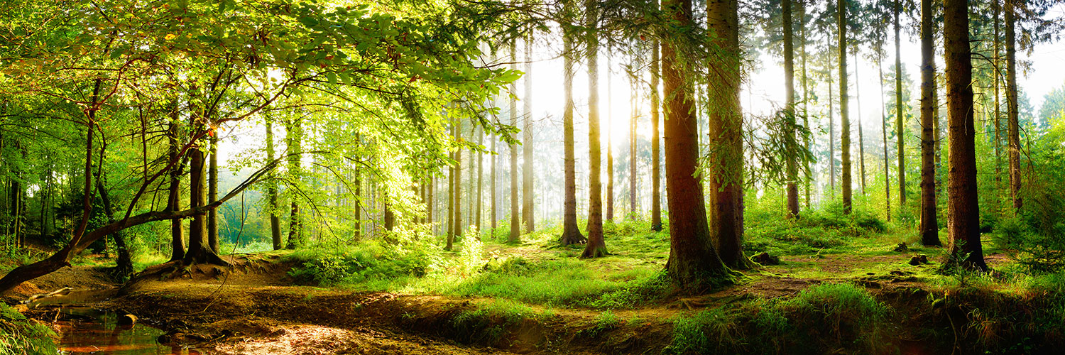 Fotomurali : Alba Nella Foresta