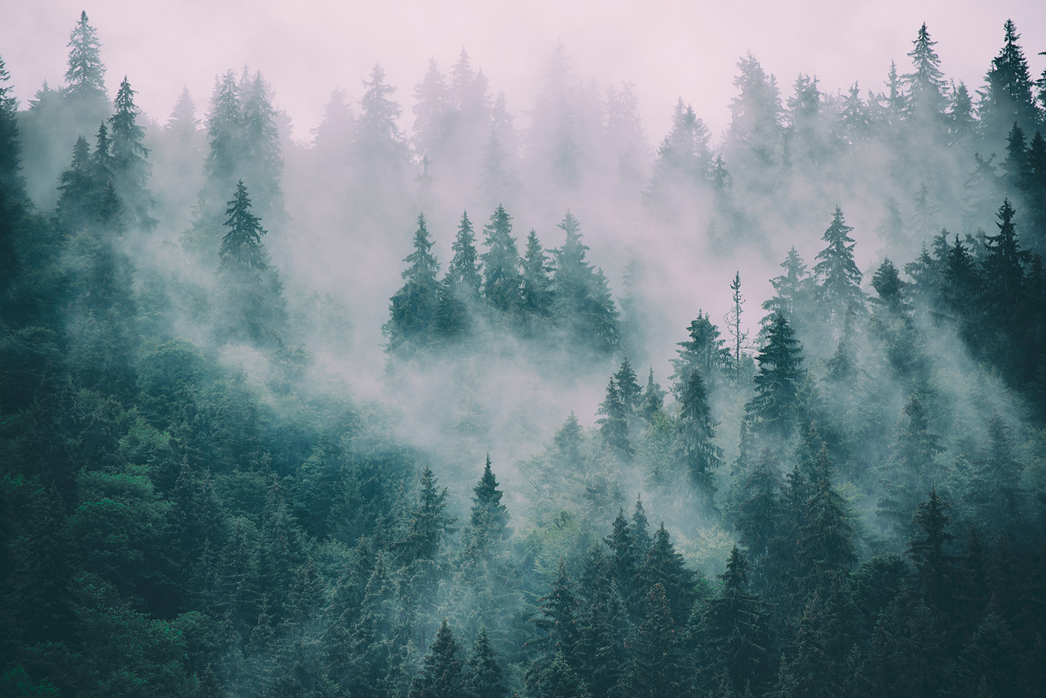 Fotomurali : Pini nella Nebbia