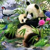 Fotomurali : Orso panda 2