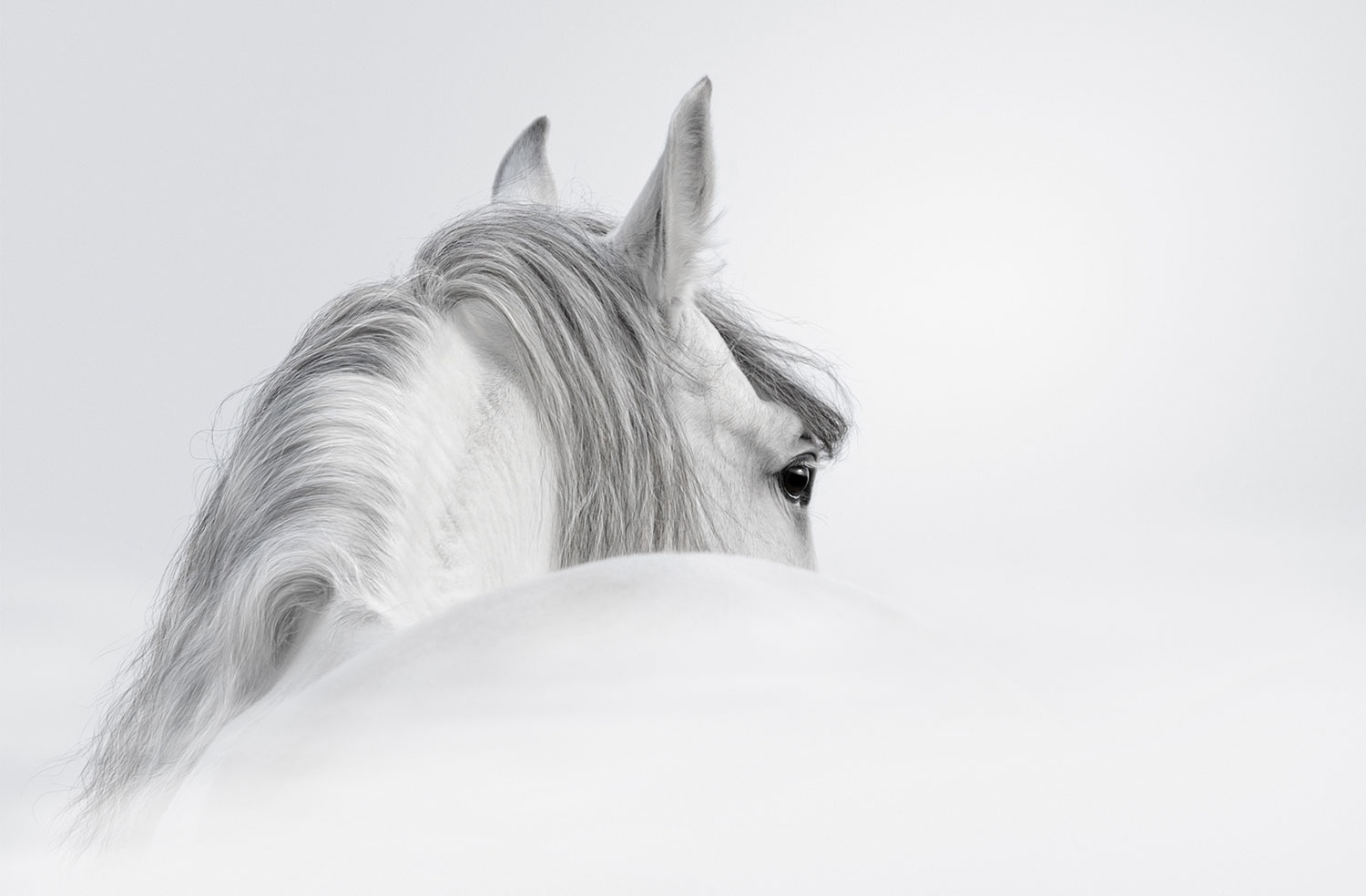 Fotomurali : Cavallo bianco