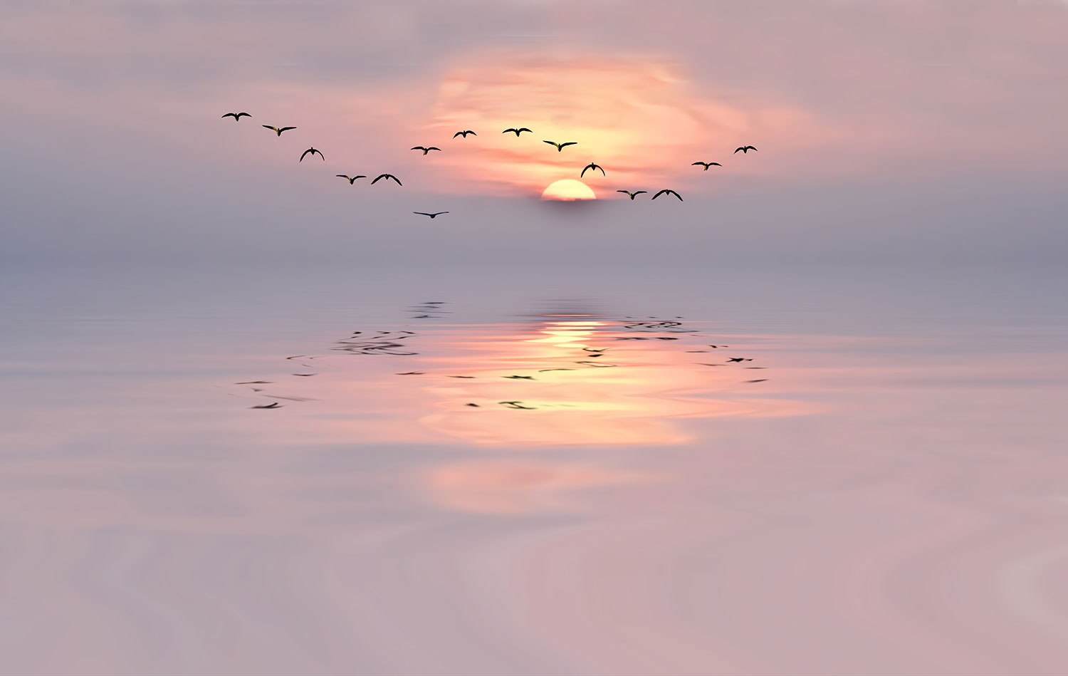Fotomurali : Tramonto tra i gabbiani