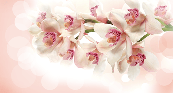 Fotomurali : Bouquet di orchidee