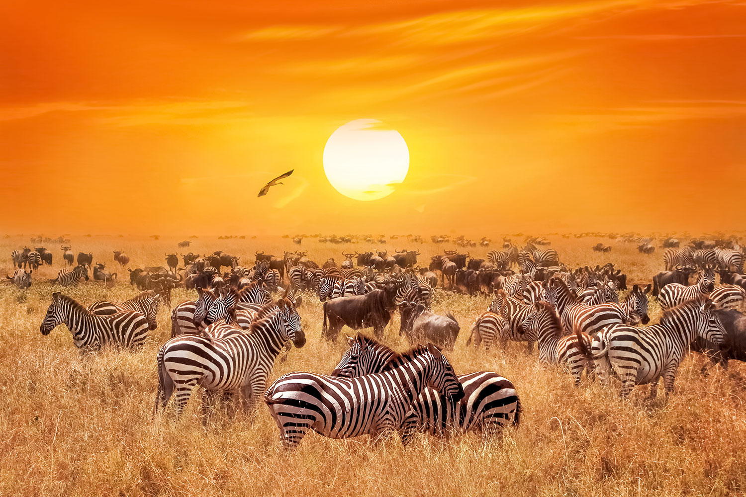 Fotomurali : Zebre nella savana