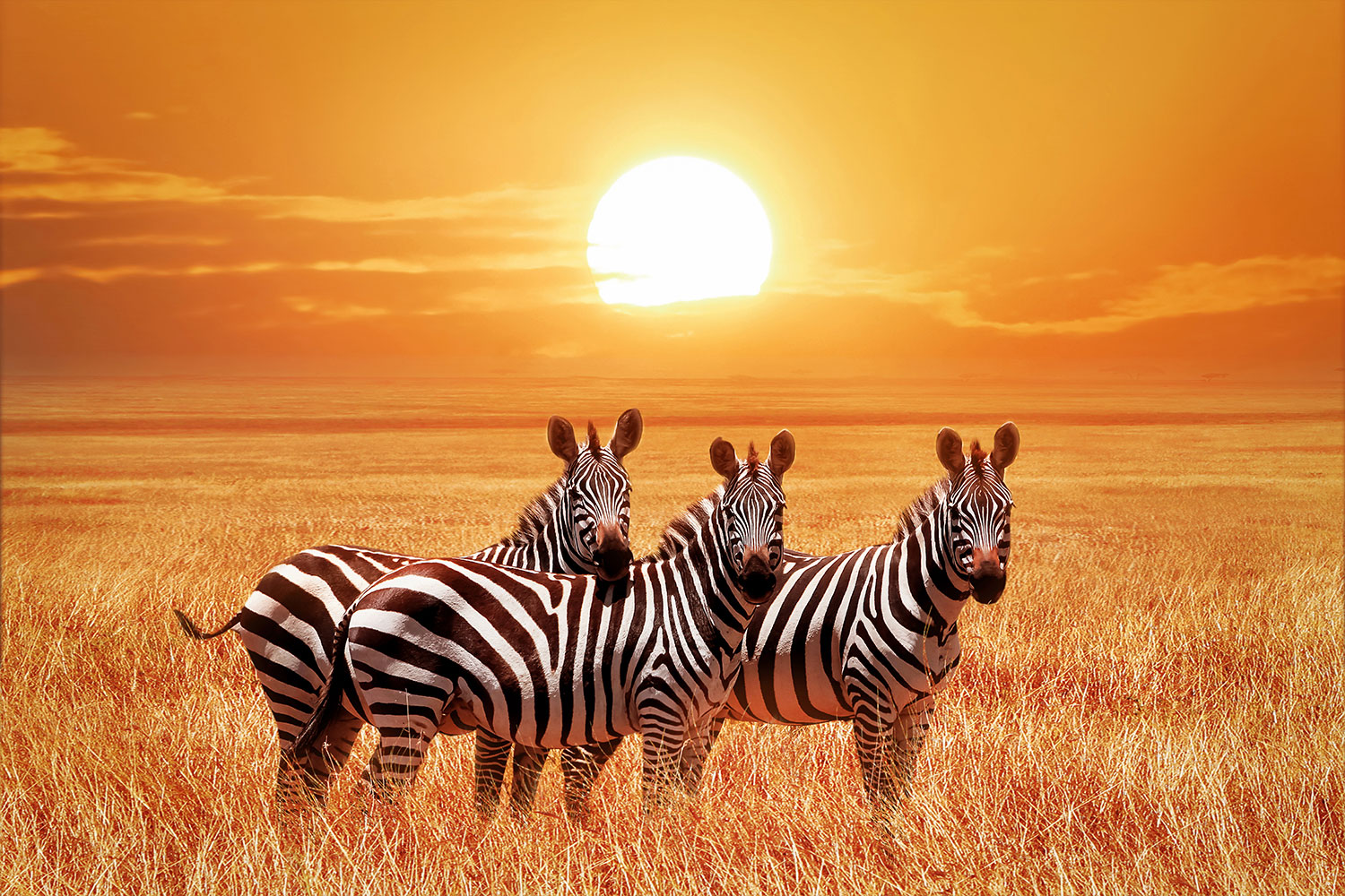 Fotomurali : Zebre al tramonto