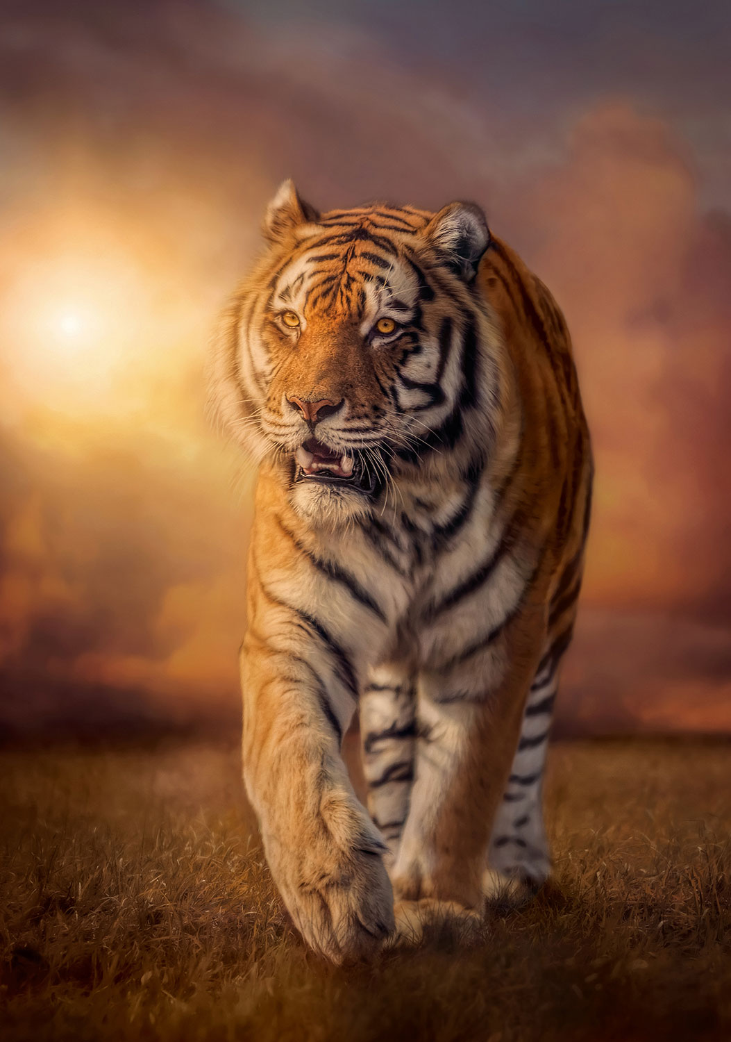 Fotomurali : Tigre