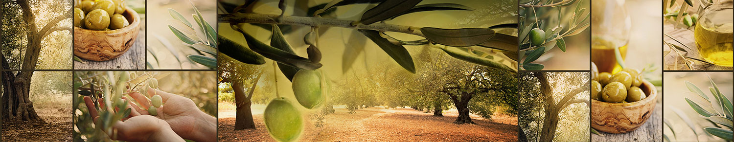 Fotomurali : Olivi e ulivi