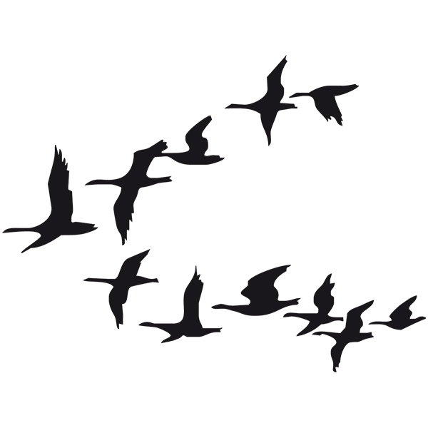 Adesivi per camper: Migrazione degli Uccelli